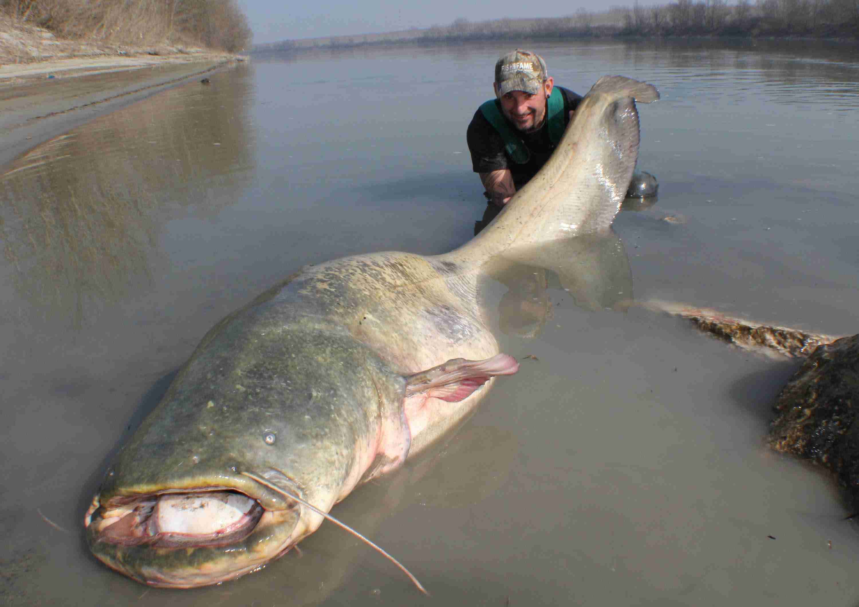 巨大生物の画像を貼っていくトピ
