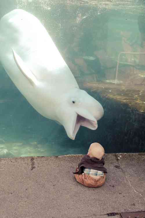 巨大生物の画像を貼っていくトピ