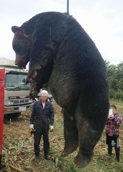 巨大生物の画像を貼っていくトピ