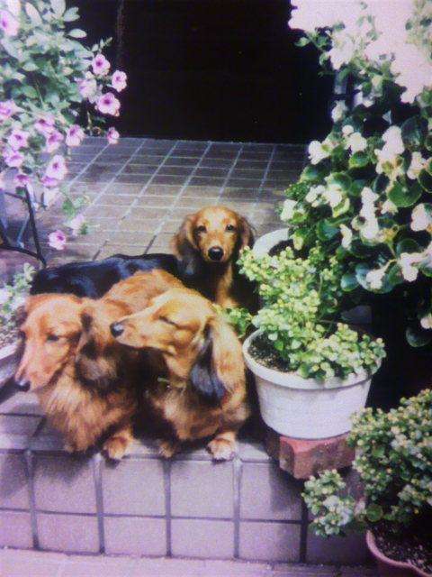 立命館だけど動物園すぎて辞めたい｜受験・学生・就職・オモシロいろいろチャンネル 　