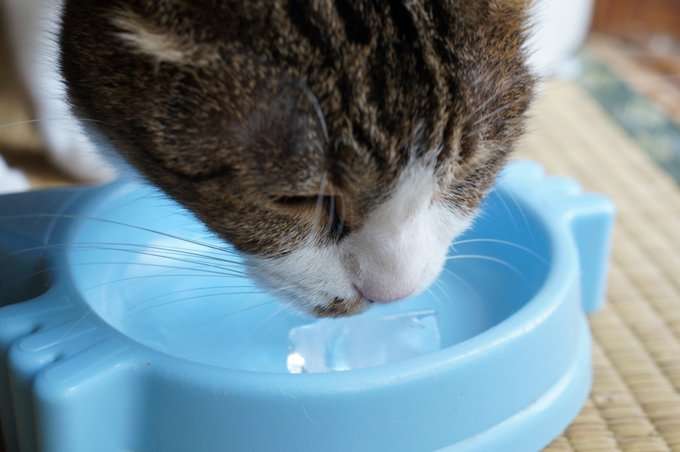 いろんな氷が見たい