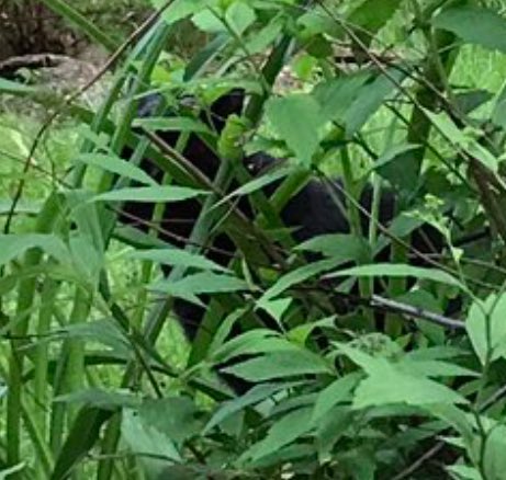 『猫のかくれんぼ写真』が激ムズと話題「マジで見つからない」「本当にいるの？」