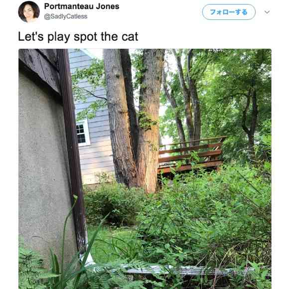 ある『猫のかくれんぼ写真』が激ムズと話題「マジで見つからない」「本当にいるの？」 | ロケットニュース24