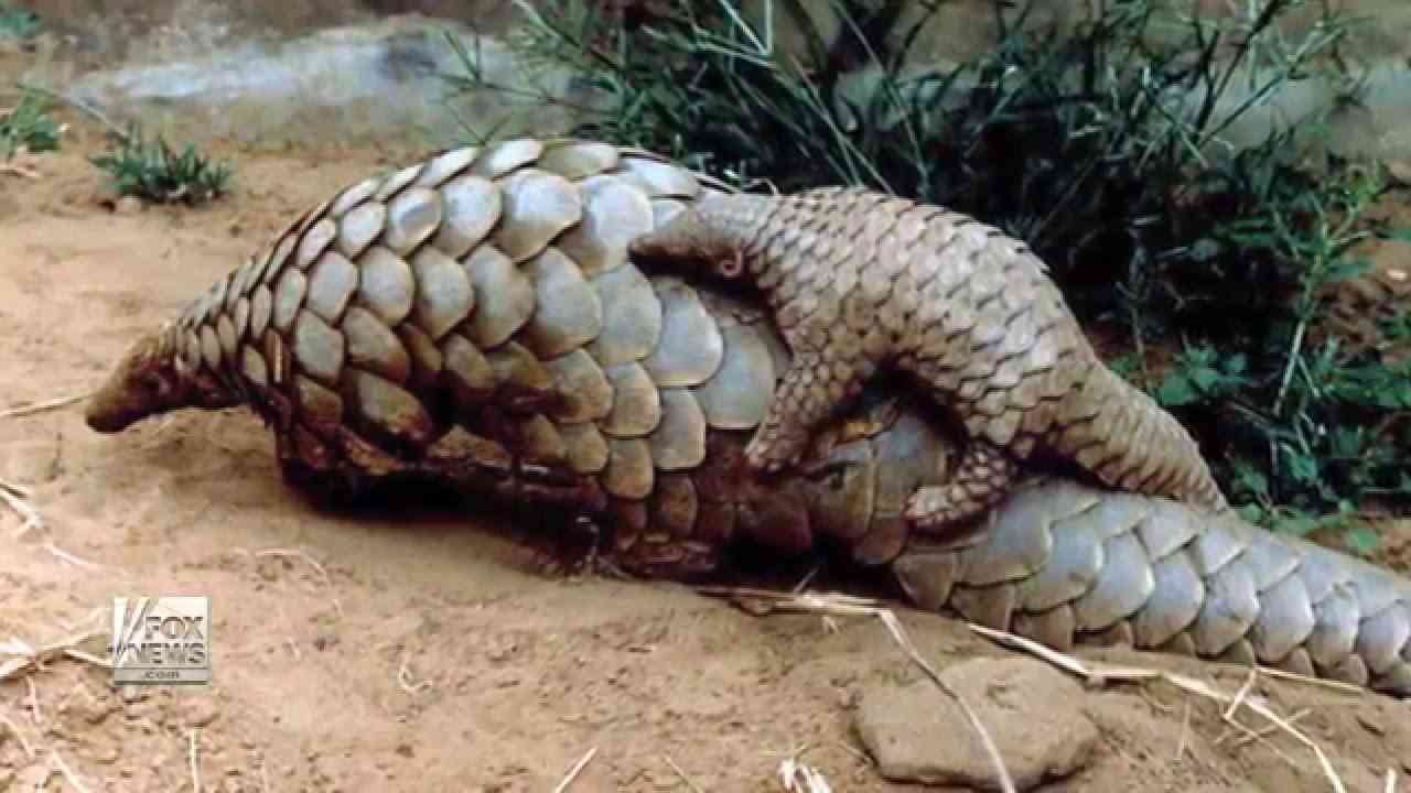 Images Of ヒメアリクイ科 Japaneseclass Jp