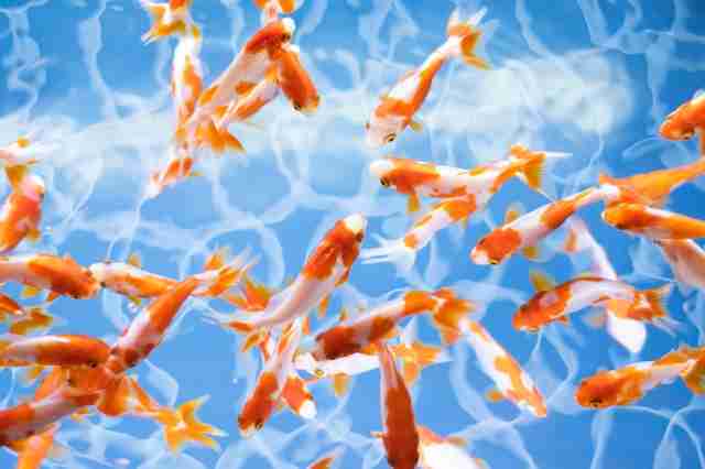 【画像】夏の、和風のものが見たい