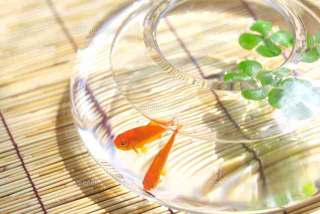 【画像】夏の、和風のものが見たい