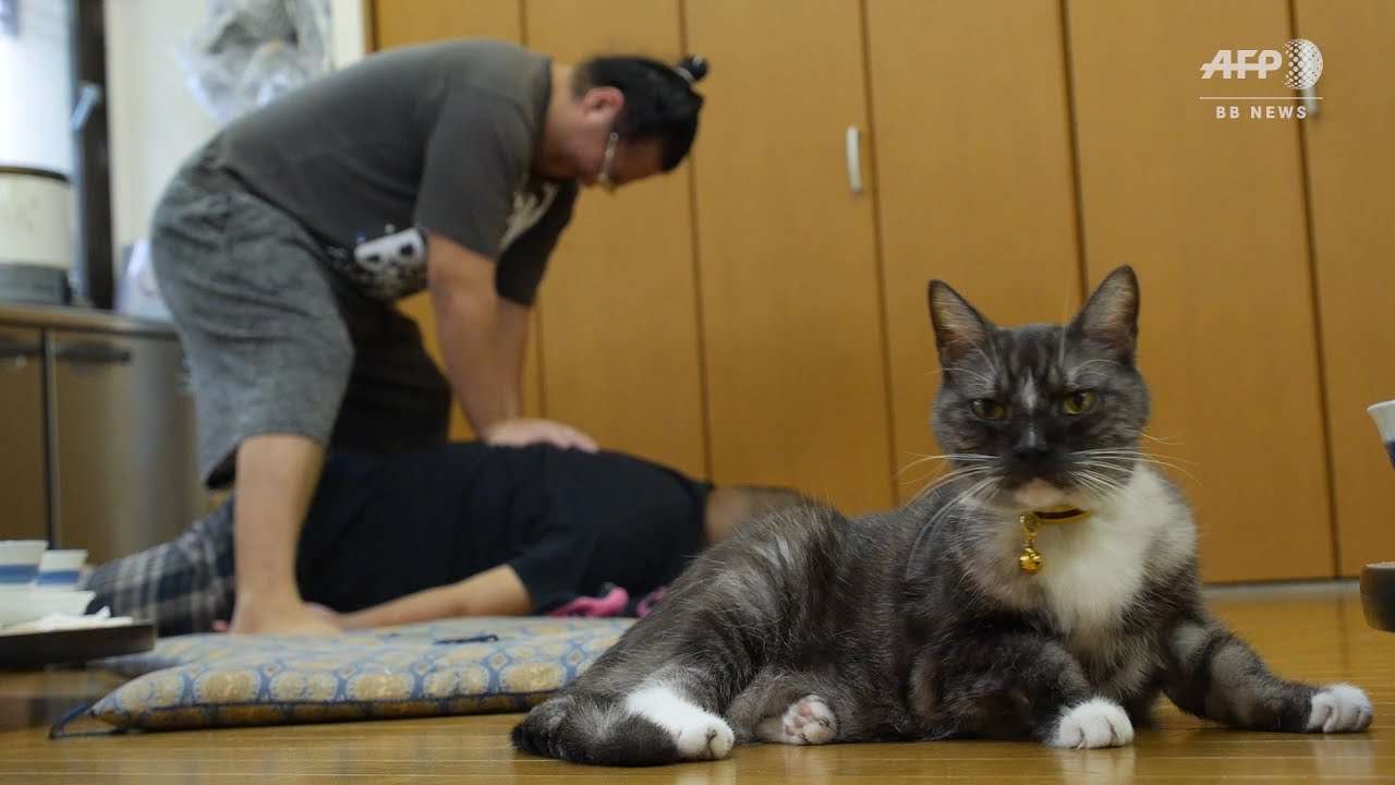 力士もデレデレ、相撲部屋のアイドル「猫親方」Sumo cat Moru comforts Tokyo wrestlers - YouTube