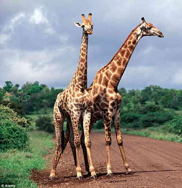 巨大生物の画像を貼っていくトピ