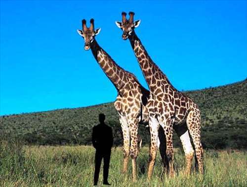 巨大生物の画像を貼っていくトピ