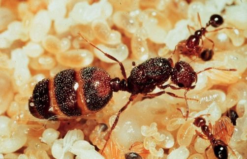 東京でもヒアリ発見 大井ふ頭 ガールズちゃんねる Girls Channel