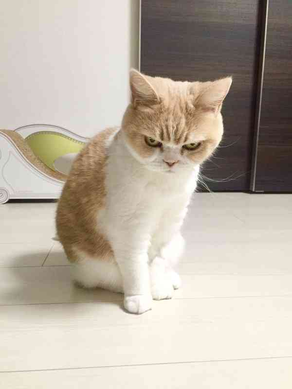ガルちゃん猫カフェ17号店 開店しました♪ (初めての方も大歓迎！)