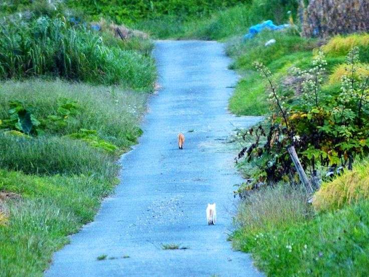 どこか切ない夏の画像を貼っていくトピ
