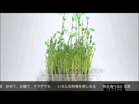豆苗CMソング「売れてる編」　〜3番まで歌っちゃおう！〜 - YouTube
