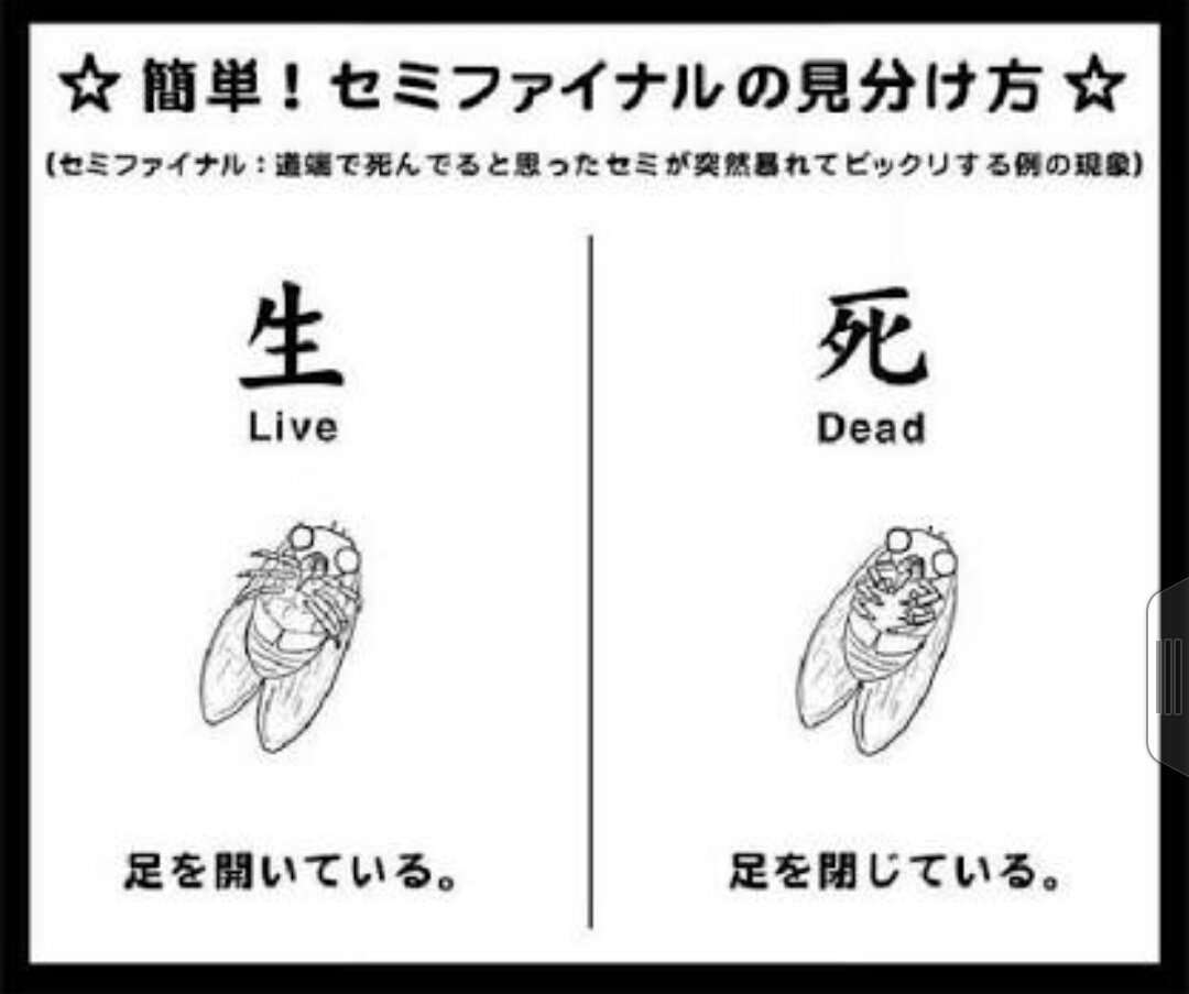 セミが嫌いな人 ガールズちゃんねる Girls Channel