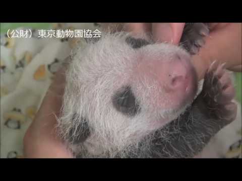 上野動物園　赤ちゃんパンダ - YouTube