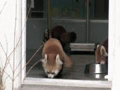 喧嘩してる動物画像