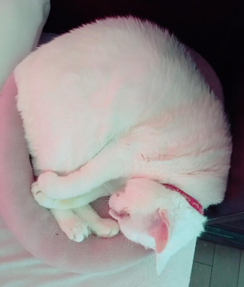 【悲報】蓮舫の猫、失明寸前らしい:ふぇー速