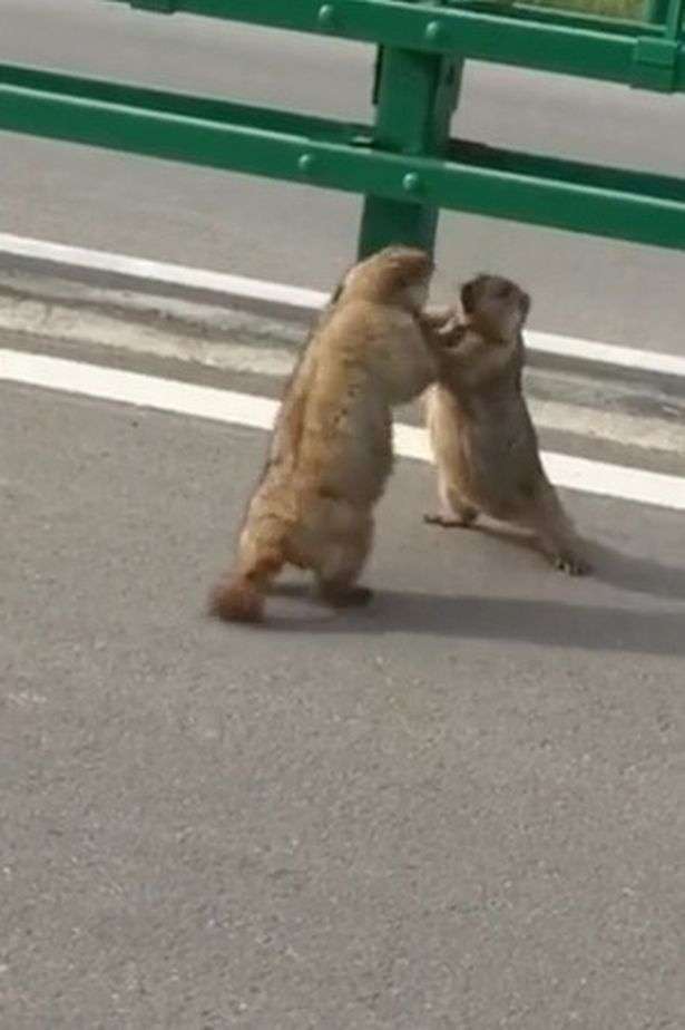 喧嘩してる動物画像