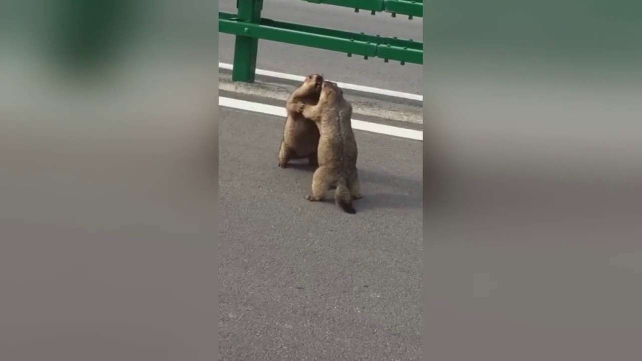 Massive Squirrels have 'Road Rage' Battle on the Road - YouTube