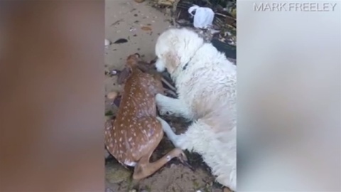 犬が海で溺れていた子鹿を救助(TBS系（JNN）) - Yahoo!ニュース