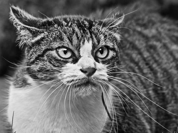 21匹の猫を殺した男、懲役16年の判決が下される（アメリカ）