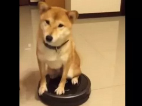掃除機が苦手なペット