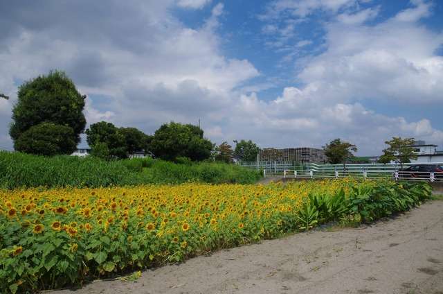 どこか切ない夏の画像を貼っていくトピ