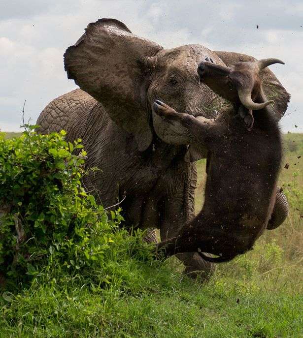 巨大生物の画像を貼っていくトピ