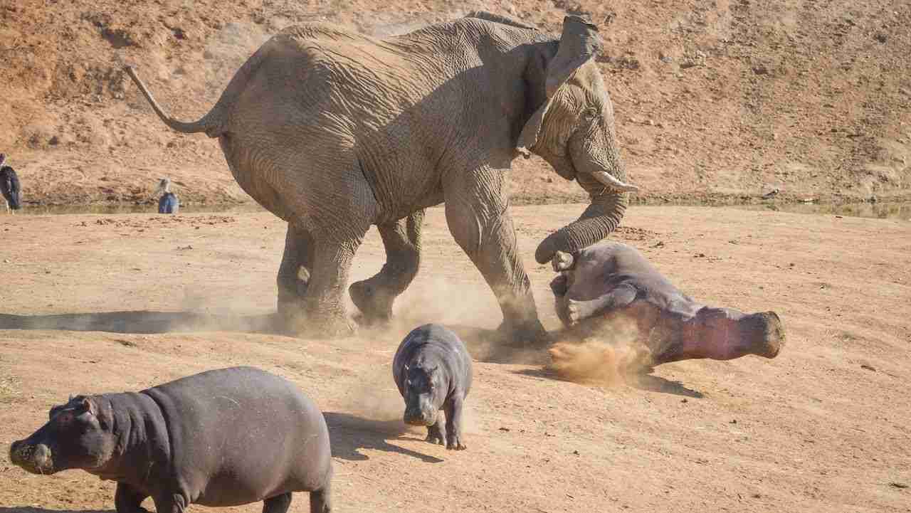 巨大生物の画像を貼っていくトピ