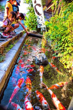 【画像】夏の、和風のものが見たい