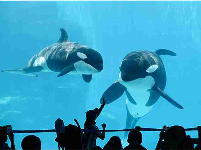 巨大生物の画像を貼っていくトピ