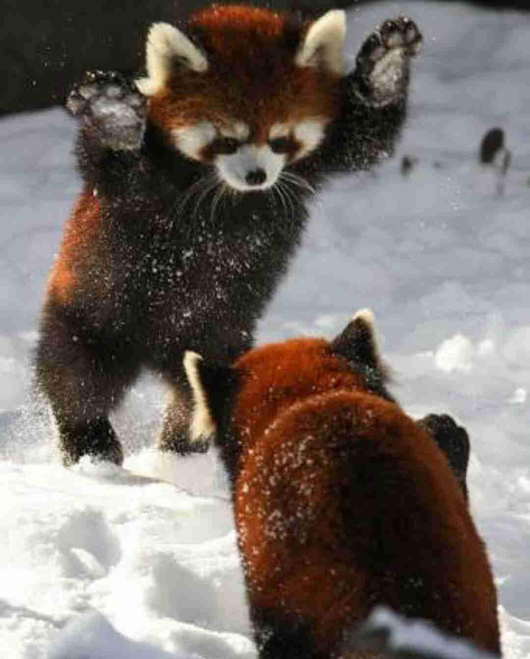 喧嘩してる動物画像