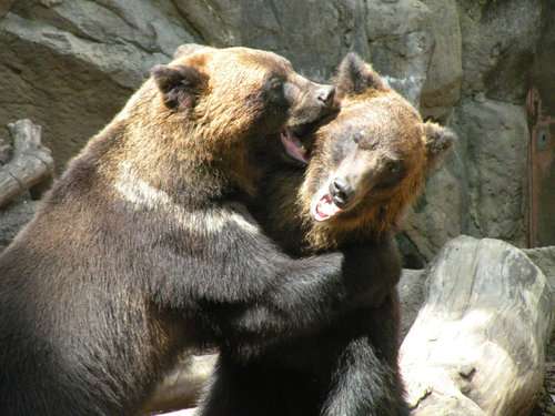 喧嘩してる動物画像