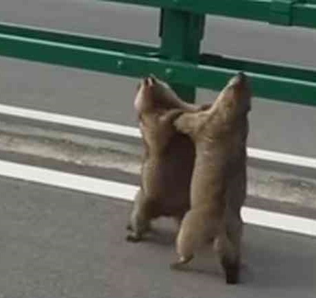 喧嘩してる動物画像