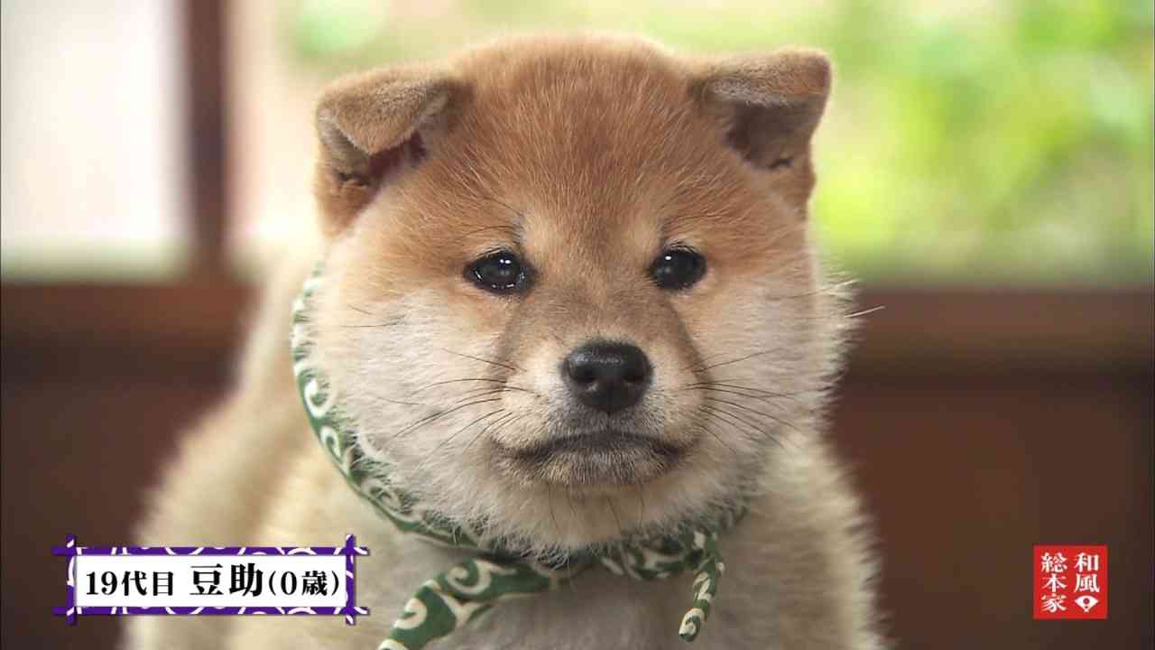 雑種犬飼ってる人～