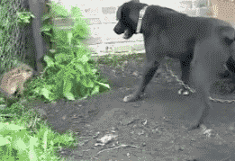 喧嘩してる動物画像