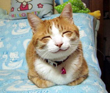 ガルちゃん猫カフェ17号店 開店しました♪ (初めての方も大歓迎！)