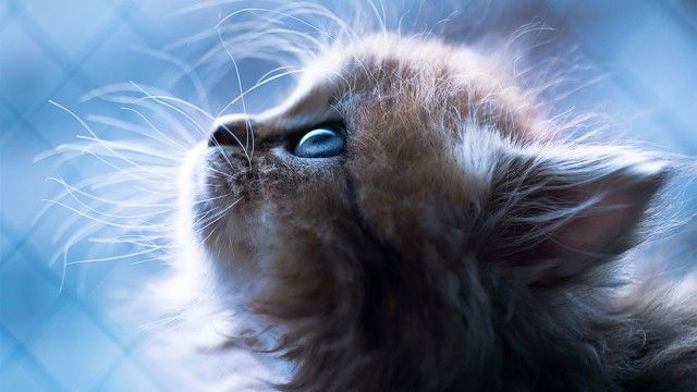 ガルちゃん猫カフェ17号店 開店しました♪ (初めての方も大歓迎！)