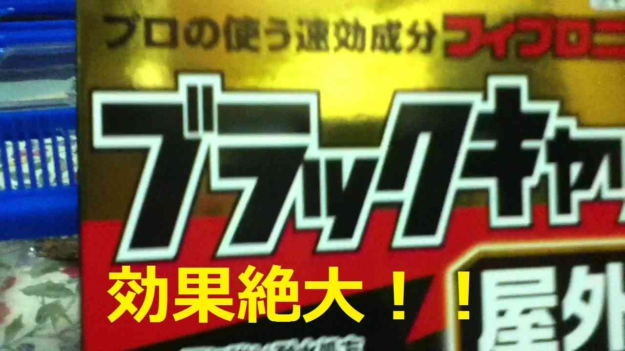 【実証実験】ブラックキャップの実力【効果絶大】Ability [to great effect] of [demonstration] black cap - YouTube