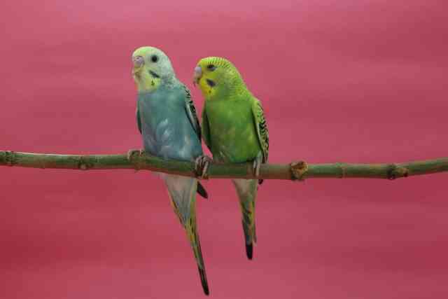 鳥からうつる「オウム病」 妊婦2人死亡…全国で129人が感染、東京・神奈川で多い 