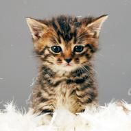 妊娠中に猫を飼ってはいけないと言われる理由 - NAVER まとめ