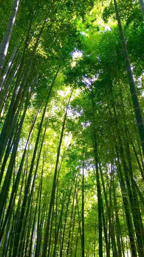 【画像】夏の、和風のものが見たい