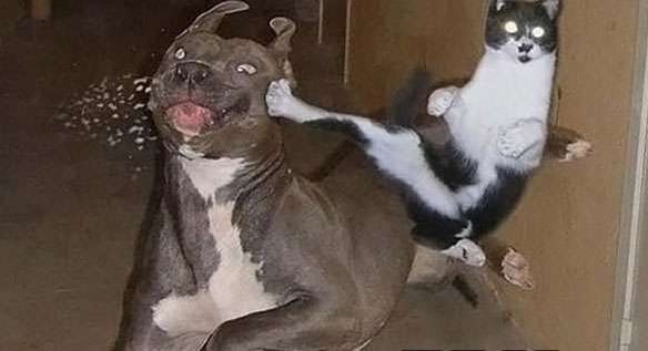 喧嘩してる動物画像