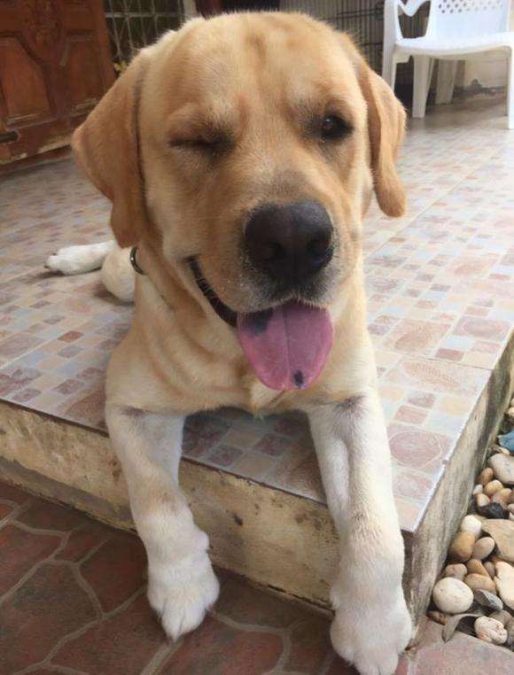 「うちの飼い主またいない…」寂しきハスキー犬を壁越しで慰め続けていたのは、隣の家のラブラドール・レトリバーだった。