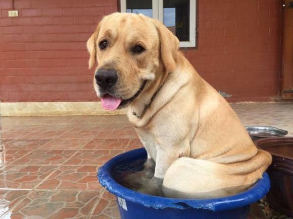 「うちの飼い主またいない…」寂しきハスキー犬を壁越しで慰め続けていたのは、隣の家のラブラドール・レトリバーだった。