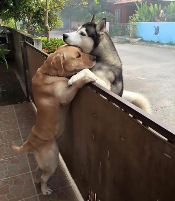 「うちの飼い主またいない…」寂しきハスキー犬を壁越しで慰め続けていたのは、隣の家のラブラドール・レトリバーだった。