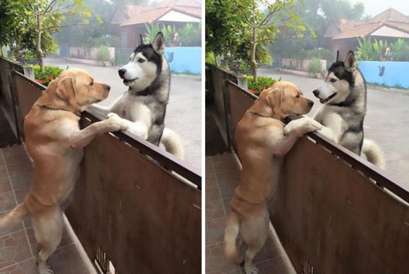 うちの飼い主またいないん。寂しきハスキー犬を壁越しで慰め続けていたのは、隣の家のラブラドール・レトリバーだった。 : カラパイア