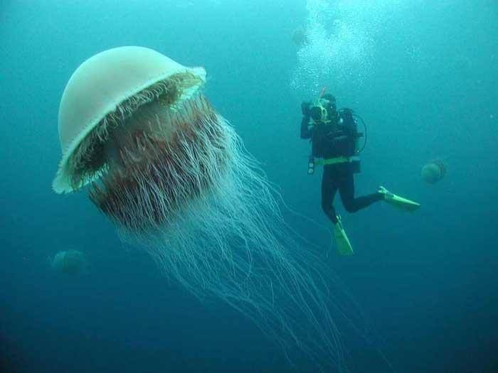 ・・海底散策・・・