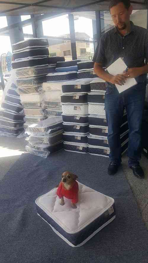「地元の店でマットレスを買うと…犬用のミニマットレスをおまけしてくれる」→「むしろそっちだけ欲しい」との声