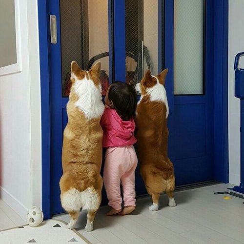 外を覗いている犬に気がついた子ども。次の瞬間…可愛すぎることに(笑)!